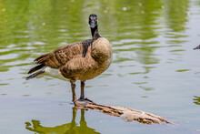 Country Goose Standing On A Rock