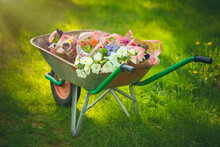 A Garden Cart With Flower Seedlings. Gardening.Arrangement Of Landscape Design.Garden Decorations. Planting Flowers In The Park.