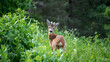 Deer caught looking straight at the camera, while grazing a hillside meadow in Stockholm.