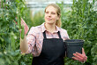 Young woman horticulturist in gloves picking harvest of pease to bucket in greenhouse