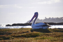 Pelican Resting On Moss