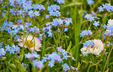 Wall Mural - Blooming lawn in a forest park. Daisy (Bellis annua), dandelion (Taraxacum), Myosotis flowers, green grass. Soft sunlight. Spring, early summer. Landscaping design, gardening