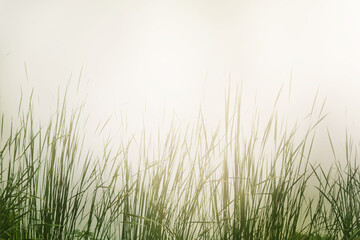 Wall Mural - Blurred abstract background of grass fields in nature