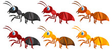 Set Of Different Ants Isolated