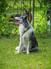 Blue Eyed Grey White Black Border Collie Dog