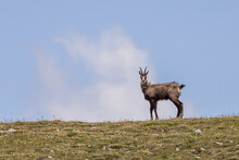 Chamois Running On A Ridge In The Vercors, France