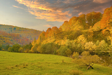 Canvas Print - dense  forest with canopies of green spruce trees and colorful yellow lush canopies in autumn mountains at sunset.