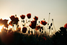 Beautiful Field Of Red Poppies In The Sunset Light.