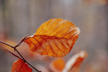 Wall Mural - autumn leaves on the ground