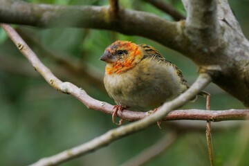 Cute two tone bird from Mauritius.perching.on tree