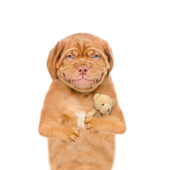 Poster - Smiling cute Mastiff puppy hugs favorite toy bear.  isolated on white background