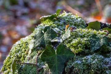 Poster - green moss on a tree