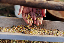 Women's Hands Close Up Putting Grain, Oats, And Other Good-for-natured Organic Feed Into The Bird Feeder
