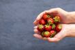 Female hands holding handful of fresh summer strawberries on dark stone background. Sharing fresh strawberries from the garden