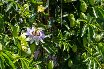 Sticker - Close up passiflora. Passion Flower (Passiflora caerulea) leaf in tropical garden. Beautiful passion fruit flower or Passiflora (Passifloraceae).