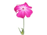 Fototapeta Motyle - Single pink rose campion flower isolated on white