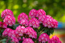 Pink Rhododendron Flowers Blooming In Spring In The Park