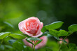 różowe róże na krzaku w ogrodzie pełnym zieleni