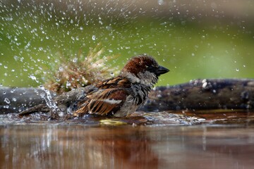 Wall Mural - House Sparrow, male bathes in the water of a bird watering hole. He sprays water. Backlight. Czechia. Europe. 