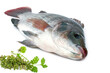 Tilapia fish isolated on white background.Nile tilapia originated from Japan.