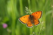 Large copper butterfly in nature with open wings