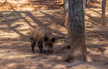 Wall Mural - Wild boars walking in the forest.