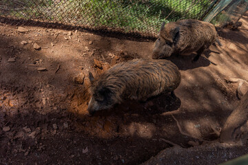 Wall Mural - Wild boars shaking off mud seen from above.