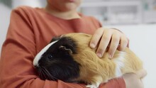Little Boy Holding Guinea Pig In Hands. Shot With RED Helium Camera In 4K.  