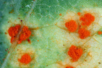 Rose rust, Phragmidium mucronatum, tuberculatum bulbosum. Pustules (urediospores, teliospores) formed on the lower leaf surface of an ornamental rose tree in summer.