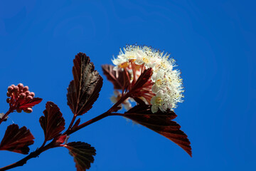 Wall Mural - White tiny flowers on summer tree