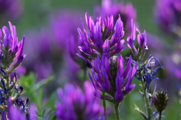 Blossoming Astragalus onobrychis. Herbaceous plant. Meadow plants.