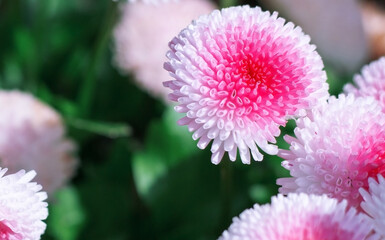 Sticker - Delicate pink flowers in the field