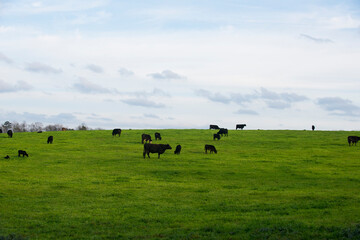 cows on a meadow