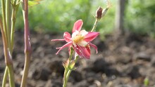 Red Columbine (Aquilegia Pubescens) In Garden With Tiny Green Aphids On The Stem