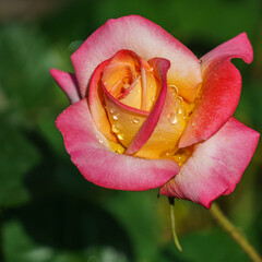 Wall Mural - Bright yellow orange rose with red edge against green blurred backdrop. Rose Variety Club under natural light. Selective focus. Lyric motif for design