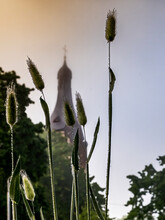 Foggy Morning With Blossoming Plants And Water Drops After Rain On Steams, Selective Focus On The Grass And Blurred Silhouette Of Medieval Church