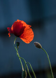 poppies