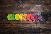 Selection Of Colorful Autunm Leaves