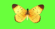 A Golden Brown Butterfly On A Green Screen.