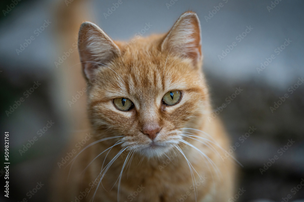 Cat One Photo Here are my best cat photos taken over the last couple of years with ...