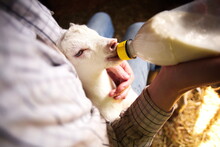 Bottle feeding a baby goat on a small farm in Ontario, Canada.