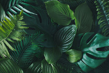 Green Tropical Leaves. Minimal Jungle Layout, Flat Lay. Nature Concept. Creative Summer Idea.