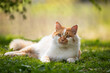 Laying on backyard grass red domestic cat