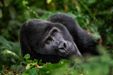 Wall Mural - A large silverback mountain gorilla, gorilla beringei beringei, lies in the undergrowth of the Bwindi Impenetrable forest, Uganda.