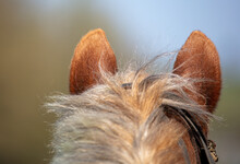 Ears On The Horse's Head.