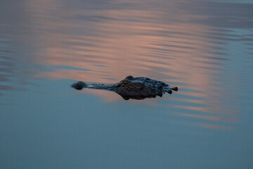 alligator in the water