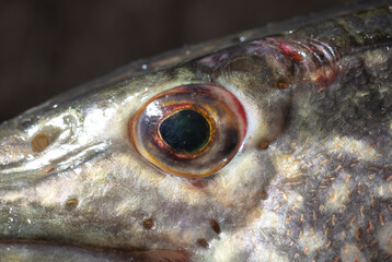 Wall Mural - An eye on the head of a pike.