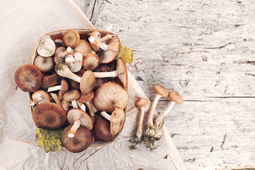 Wall Mural - Honey agaric. A bunch of forest fresh mushrooms in a basket on an old wooden board, top view, copy space