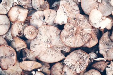 Wall Mural - Background of caps of agaric forest mushrooms honey agarics