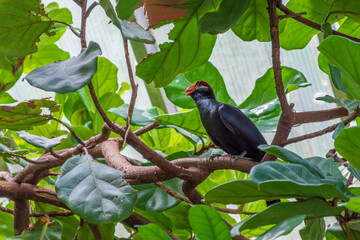 tropischer Vogel im Straubinger Zoo